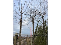 Yoshino kers - vormboom - afbeelding 3 van  3