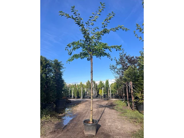 Yoshinokers, prunus yedoensis, bloesemboom, witte bloesem, ca. 220cm stamhoogte - afbeelding 1 van  1