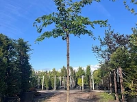 Yoshinokers, prunus yedoensis, bloesemboom, witte bloesem, ca. 220cm stamhoogte - afbeelding 1 van  1