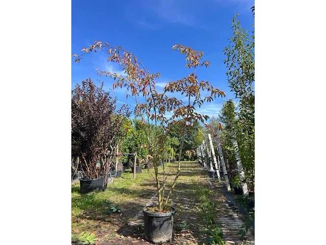 Yoshinokers, prunus yedoensis, meerstammig, witte bloesem, ca. 300-350 cm hoog - afbeelding 1 van  1