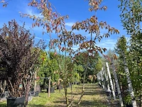 Yoshinokers, prunus yedoensis, meerstammig, witte bloesem, ca. 300-350 cm hoog