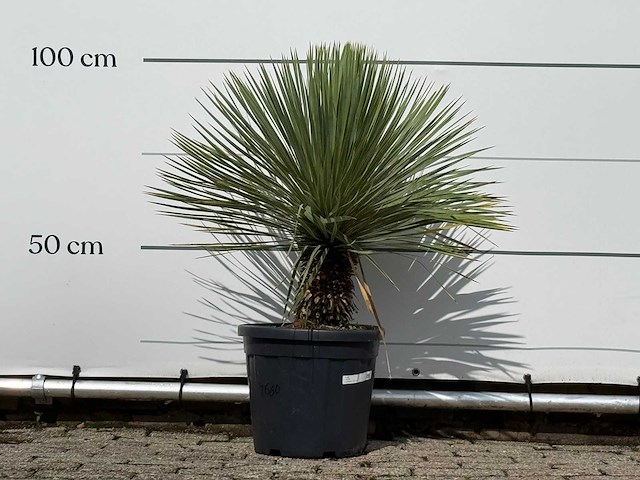 Yucca rostrata - yucca rostrata - hoogte ca. 100 cm - afbeelding 1 van  3