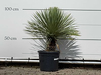 Yucca rostrata - yucca rostrata - hoogte ca. 100 cm - afbeelding 1 van  3