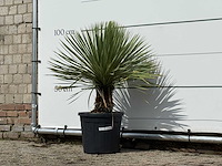 Yucca rostrata - yucca rostrata - hoogte ca. 100 cm - afbeelding 2 van  3