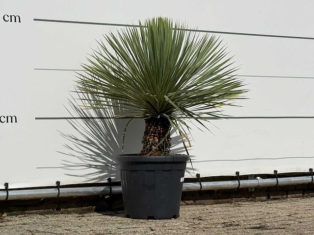 Yucca rostrata - yucca rostrata - hoogte ca. 100 cm - afbeelding 3 van  3