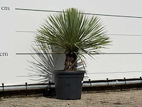 Yucca rostrata - yucca rostrata - hoogte ca. 100 cm - afbeelding 3 van  3