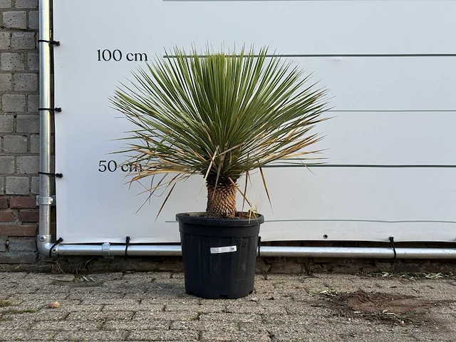 Yucca rostrata - yucca rostrata - hoogte ca. 100 cm - afbeelding 1 van  3