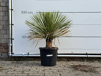 Yucca rostrata - yucca rostrata - hoogte ca. 100 cm