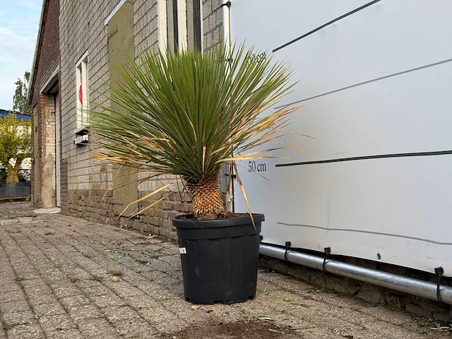 Yucca rostrata - yucca rostrata - hoogte ca. 100 cm - afbeelding 2 van  3