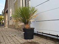 Yucca rostrata - yucca rostrata - hoogte ca. 100 cm - afbeelding 2 van  3