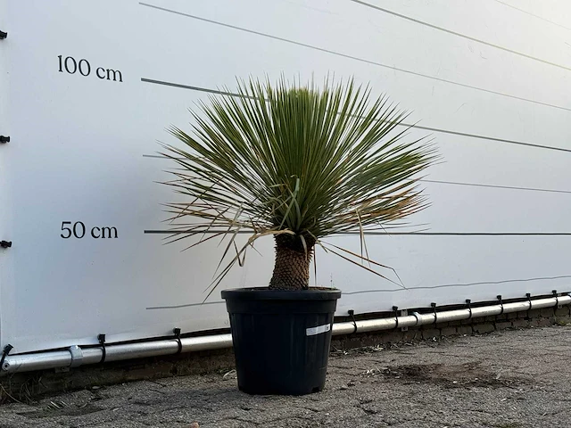 Yucca rostrata - yucca rostrata - hoogte ca. 100 cm - afbeelding 3 van  3