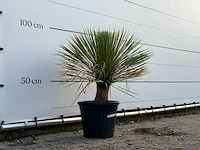 Yucca rostrata - yucca rostrata - hoogte ca. 100 cm - afbeelding 3 van  3