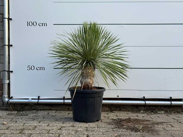 Yucca rostrata - yucca rostrata - hoogte ca. 100 cm - afbeelding 1 van  3