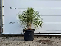 Yucca rostrata - yucca rostrata - hoogte ca. 100 cm