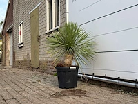 Yucca rostrata - yucca rostrata - hoogte ca. 100 cm - afbeelding 2 van  3