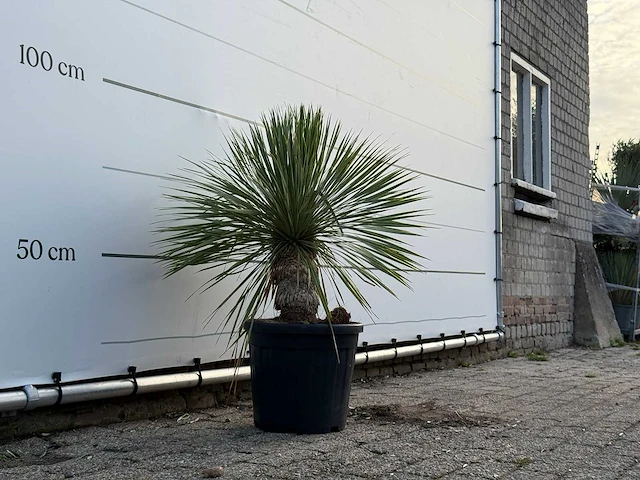 Yucca rostrata - yucca rostrata - hoogte ca. 100 cm - afbeelding 3 van  3
