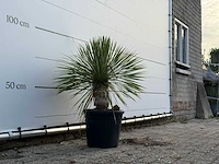 Yucca rostrata - yucca rostrata - hoogte ca. 100 cm - afbeelding 3 van  3