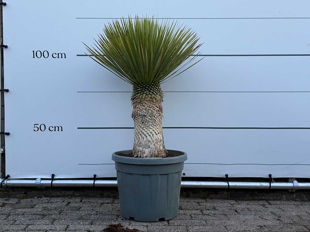 Yucca rostrata l - yucca rostrata - hoogte ca. 110 cm - afbeelding 1 van  2