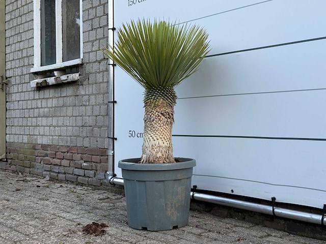 Yucca rostrata l - yucca rostrata - hoogte ca. 110 cm - afbeelding 2 van  2