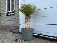 Yucca rostrata l - yucca rostrata - hoogte ca. 110 cm - afbeelding 2 van  2