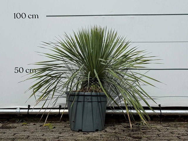 Yucca rostrata m - yucca rostrata - hoogte ca. 70 cm - afbeelding 1 van  3