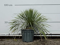 Yucca rostrata m - yucca rostrata - hoogte ca. 70 cm - afbeelding 1 van  3