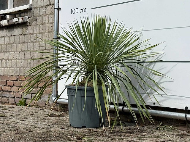 Yucca rostrata m - yucca rostrata - hoogte ca. 70 cm - afbeelding 2 van  3