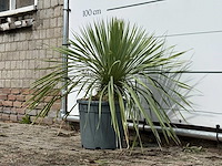Yucca rostrata m - yucca rostrata - hoogte ca. 70 cm - afbeelding 2 van  3