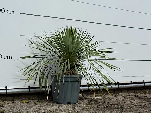 Yucca rostrata m - yucca rostrata - hoogte ca. 70 cm - afbeelding 3 van  3