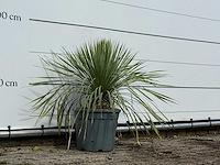 Yucca rostrata m - yucca rostrata - hoogte ca. 70 cm - afbeelding 3 van  3