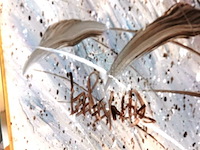 Zeer groot olieverfschilderij op doek - afbeelding 5 van  5