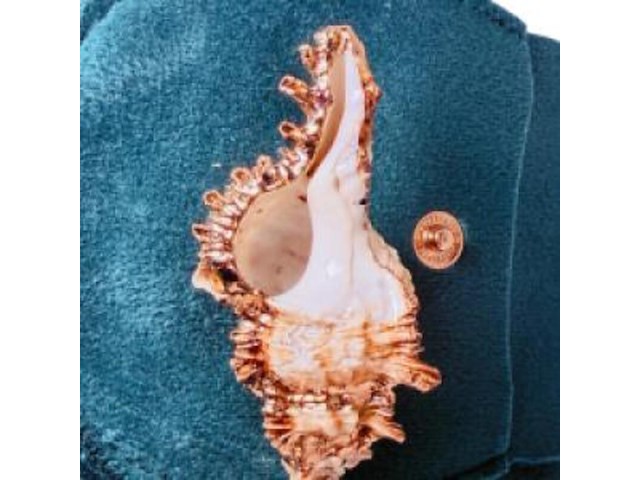 Zeeschelp hanger met roségouden plating - afbeelding 1 van  4