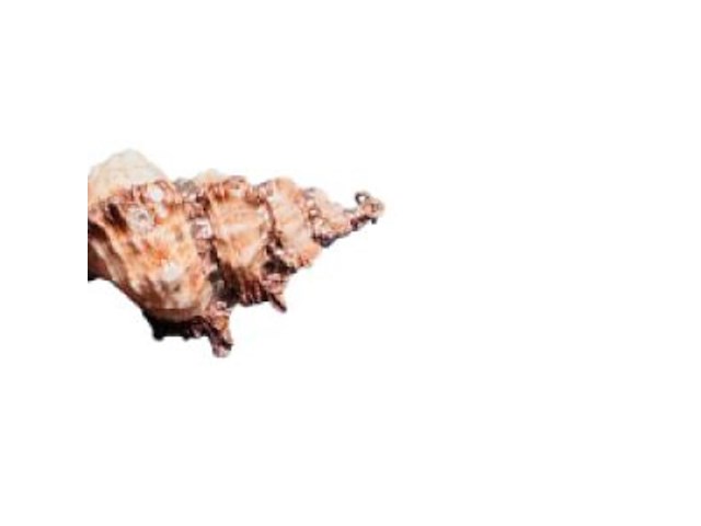 Zeeschelp hanger met roségouden plating - afbeelding 3 van  4