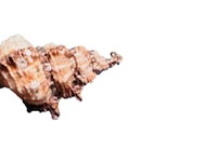 Zeeschelp hanger met roségouden plating - afbeelding 3 van  4