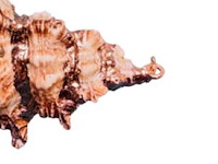 Zeeschelp hanger met roségouden plating - afbeelding 4 van  4