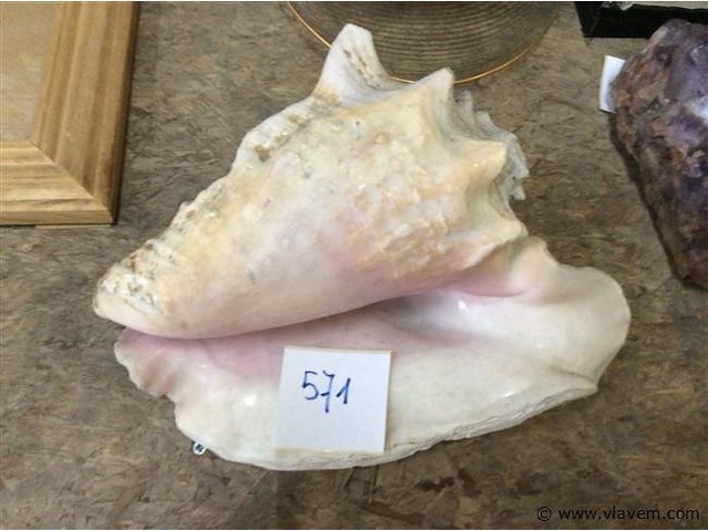 Zeeschelp - afbeelding 1 van  3