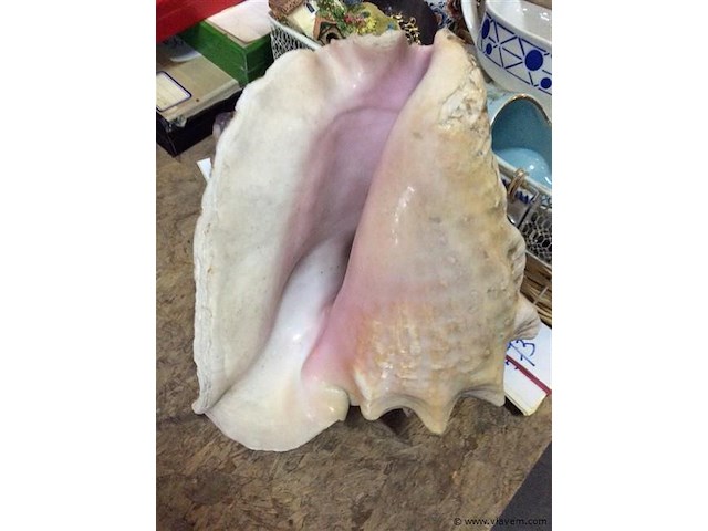 Zeeschelp - afbeelding 2 van  3