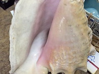 Zeeschelp - afbeelding 2 van  3