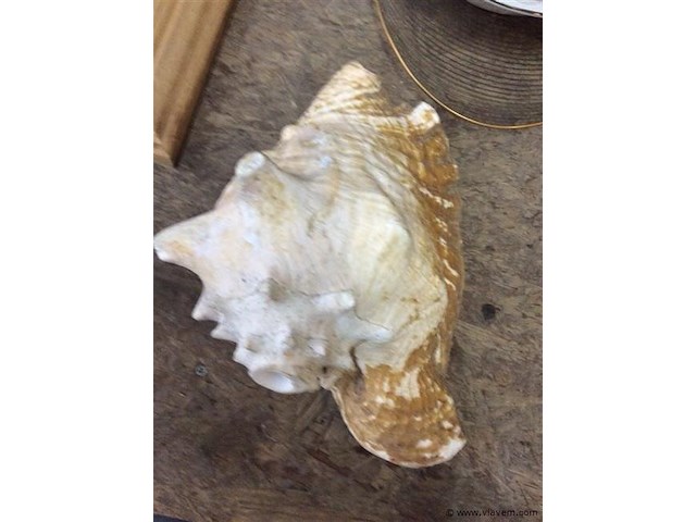 Zeeschelp - afbeelding 3 van  3