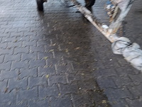 Zeilboot incl. trailer flying junior - afbeelding 12 van  14