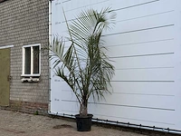 [zeldzaam] driehoekspalm - dypsis decaryi - hoogte ca. 230 cm - afbeelding 2 van  3