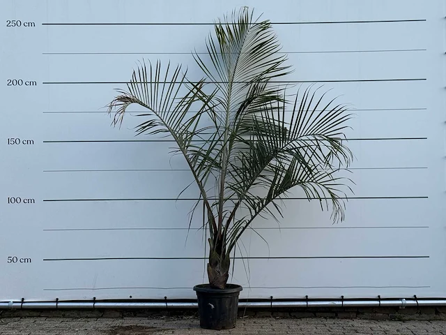 [zeldzaam] driehoekspalm - dypsis decaryi - hoogte ca. 250 cm - afbeelding 1 van  3