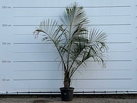 [zeldzaam] driehoekspalm - dypsis decaryi - hoogte ca. 250 cm