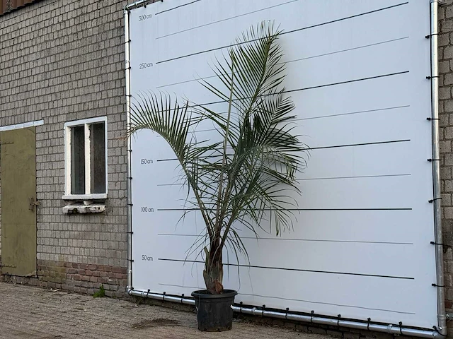 [zeldzaam] driehoekspalm - dypsis decaryi - hoogte ca. 250 cm - afbeelding 2 van  3