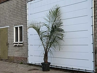 [zeldzaam] driehoekspalm - dypsis decaryi - hoogte ca. 250 cm - afbeelding 2 van  3