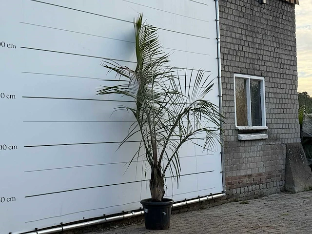 [zeldzaam] driehoekspalm - dypsis decaryi - hoogte ca. 250 cm - afbeelding 3 van  3