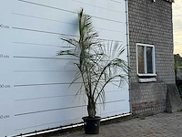 [zeldzaam] driehoekspalm - dypsis decaryi - hoogte ca. 250 cm - afbeelding 3 van  3