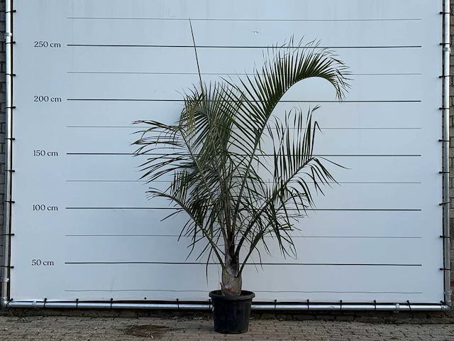 [zeldzaam] driehoekspalm - dypsis decaryi - hoogte ca. 250 cm - afbeelding 1 van  3
