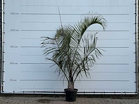 [zeldzaam] driehoekspalm - dypsis decaryi - hoogte ca. 250 cm