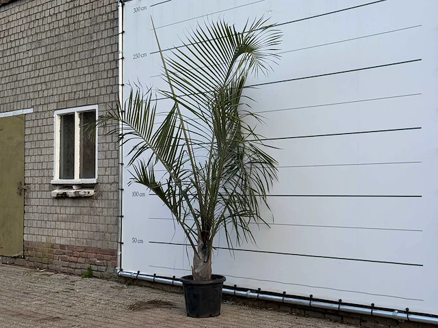 [zeldzaam] driehoekspalm - dypsis decaryi - hoogte ca. 250 cm - afbeelding 2 van  3